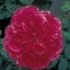 Rosier Anglais David Austin Fragrant Old Purple 1 Rosier Anglais David Austin Fragrant Old Purple -magasin de plantes rosier fragant old purple 71403 1