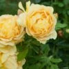 Rosier David Austin Golden Celebration 1 Rosier David Austin Golden Celebration -magasin de plantes rosier golden celebration 66521 1