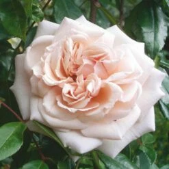 Rosier Grimpant Penny Lane