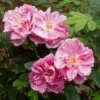 Rosier Rugosa Thérèse Bugnet 1 Rosier Rugosa Thérèse Bugnet -magasin de plantes rosier rugosa therese bugnet 169922 1