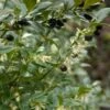Sarcococca Hookeriana 2 Sarcococca Hookeriana -magasin de plantes sarcococcas hookeriana type 7816000 1
