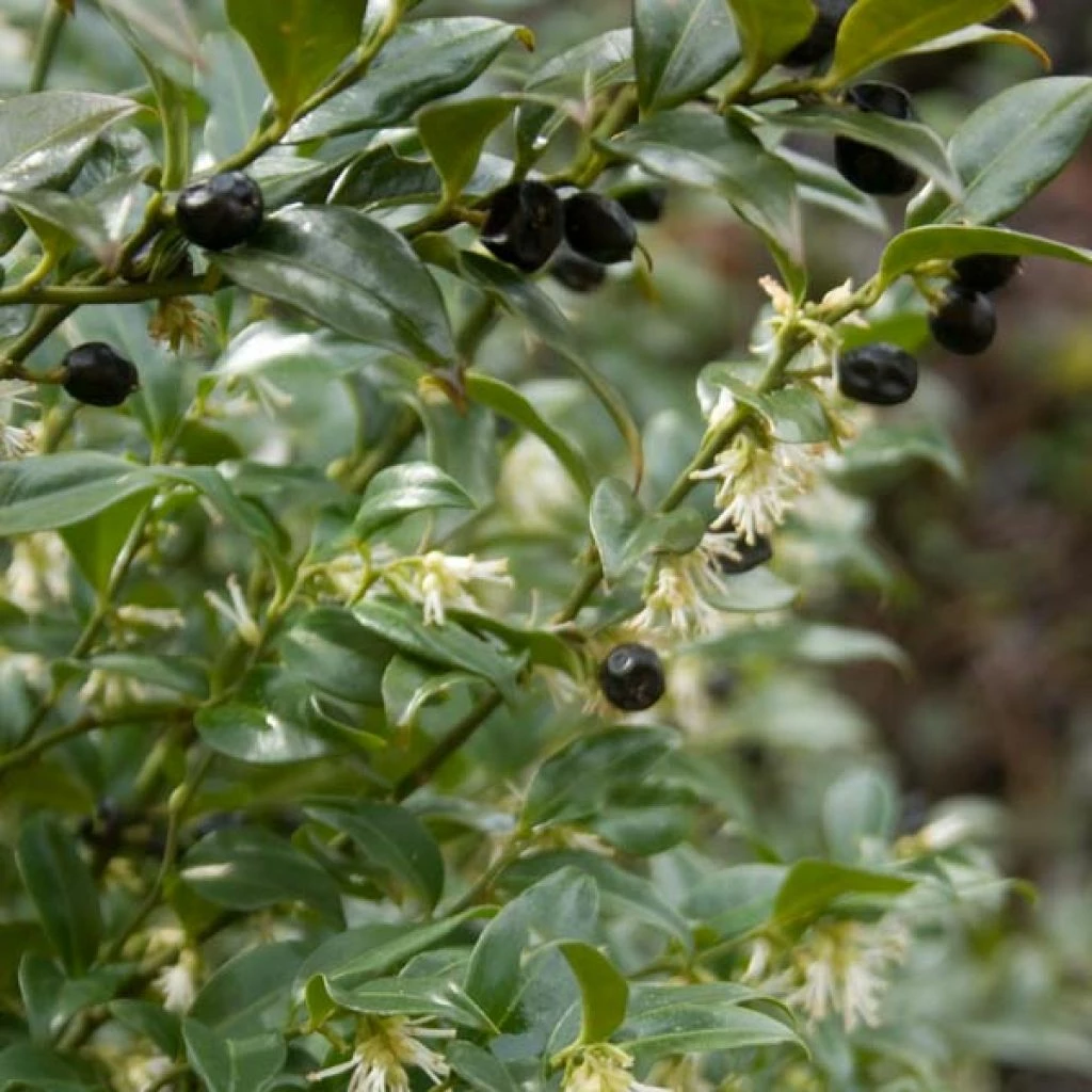 Sarcococca Hookeriana 3 Sarcococca Hookeriana