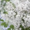Lilas Nain - Syringa Meyeri Flowerfesta White -magasin de plantes syringa meyeri flowerfesta white 84342 1