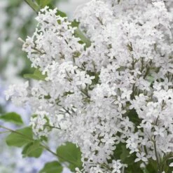 Lilas Nain - Syringa Meyeri Flowerfesta White