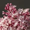 Lilas De Chine - Syringa Microphylla Superba -magasin de plantes syringa microphylla superba 7584 5