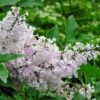 Lilas De Chine - Syringa Patula Miss Kim 1 Lilas De Chine - Syringa Patula Miss Kim -magasin de plantes syringa patula miss kim 9704 1