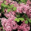 Lilas à Petites Feuilles - Syringa Red Pixie 1 Lilas à Petites Feuilles - Syringa Red Pixie -magasin de plantes syringa red pixie 9683 1