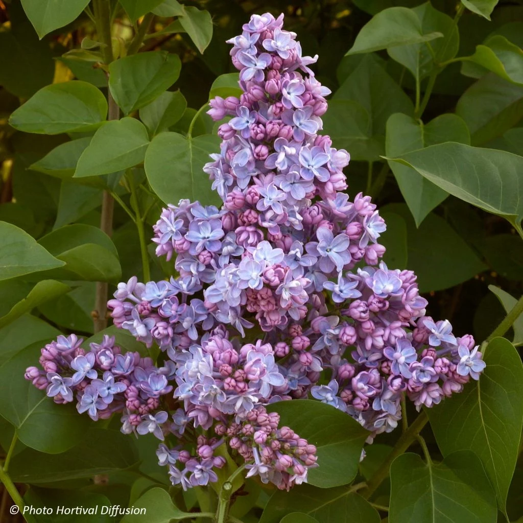 Lilas - Syringa Vulgaris Président Grevy 3 Lilas - Syringa Vulgaris Président Grevy