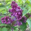 Lilas - Syringa Vulgaris Prince Wolkonsky -magasin de plantes syringa vulgaris prince wolkonsky 781757 3