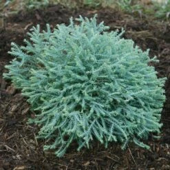 Thuya Du Canada - Thuja Occidentalis Pancake Concesarini